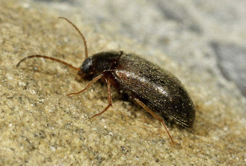 Hymenalia rufipes, Tenebrionidae Alleculinae